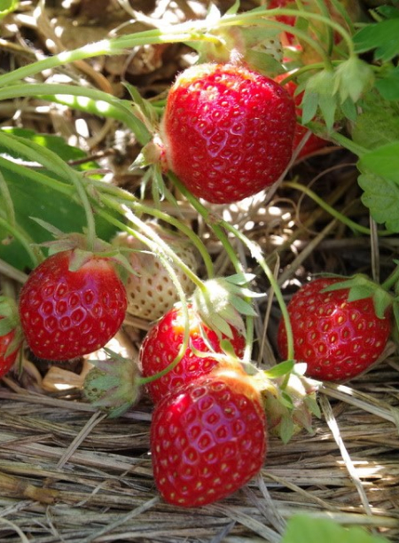 fruits bio cultivés au Verger de la Fontaine près de Blois (41)