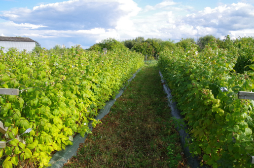culture de fruits bio près de Blois (41) dans le Loir-et-Cher