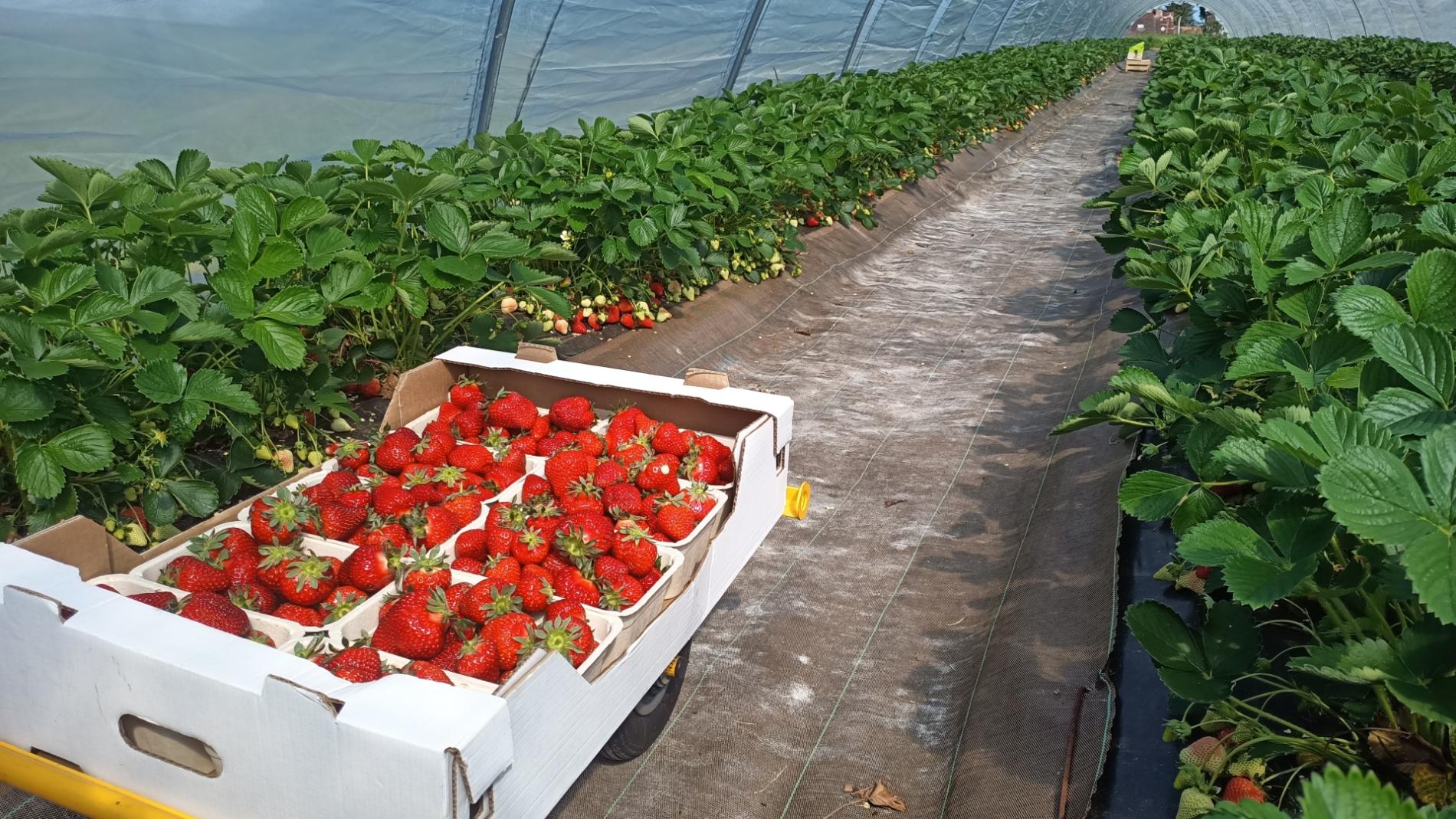 Les fraises sont en avance